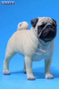 1/6 Scale beige Pug