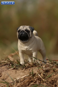 1/6 Scale beige Pug