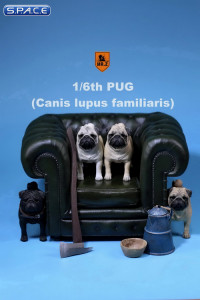 1/6 Scale beige Pug