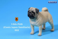 1/6 Scale beige Pug