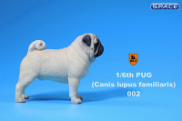 1/6 Scale beige Pug