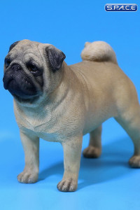 1/6 Scale yellow Pug