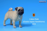 1/6 Scale yellow Pug