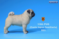 1/6 Scale yellow Pug