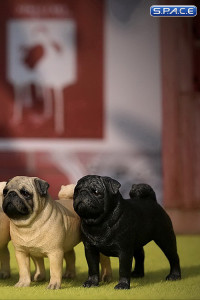 1/6 Scale black Pug