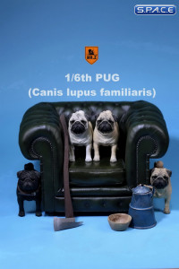 1/6 Scale black Pug