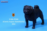 1/6 Scale black Pug