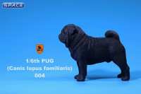 1/6 Scale black Pug