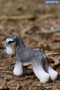 1/6 Scale grey Schnauzer