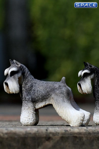 1/6 Scale grey Schnauzer