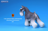 1/6 Scale grey Schnauzer