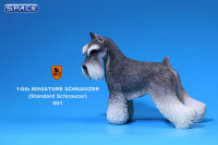 1/6 Scale grey Schnauzer