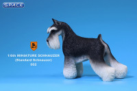 1/6 Scale black and white Schnauzer