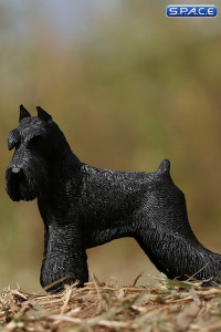 1/6 Scale black Schnauzer