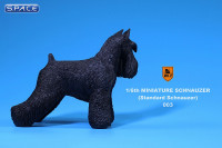 1/6 Scale black Schnauzer