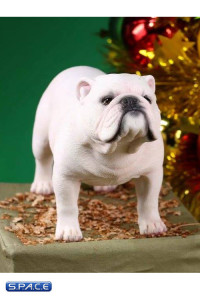 1/6 Scale white British Bulldogs