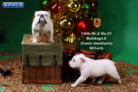 1/6 Scale white British Bulldogs