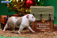 1/6 Scale tan/white British Bulldogs