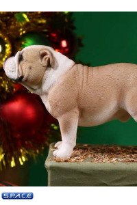 1/6 Scale yellow/white Clown Face British Bulldogs