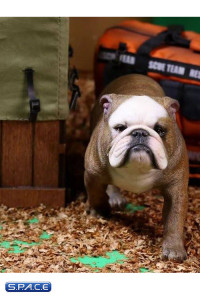 1/6 Scale tan Clown Face British Bulldogs