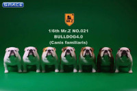 1/6 Scale tan Clown Face British Bulldogs