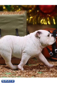 1/6 Scale spotted Coat British Bulldogs