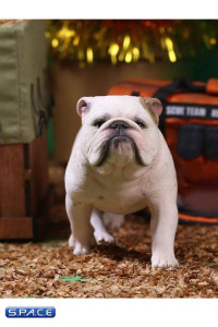 1/6 Scale spotted Coat British Bulldogs