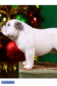 1/6 Scale spotted Coat British Bulldogs