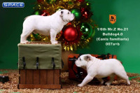 1/6 Scale spotted Coat British Bulldogs