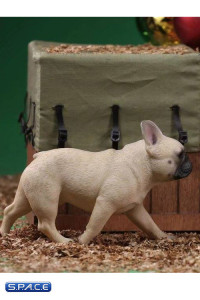 1/6 Scale beige French Bulldogs 3.0