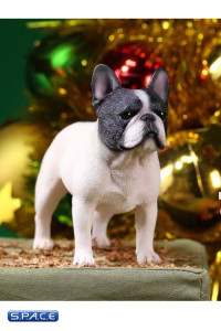 1/6 Scale black/white French Bulldogs 3.0