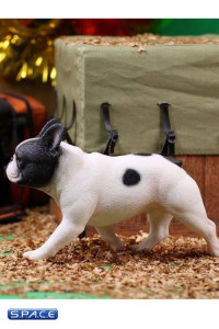 1/6 Scale black/white French Bulldogs 3.0