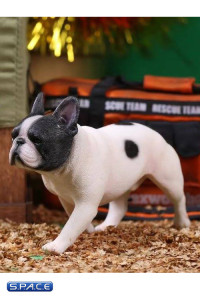 1/6 Scale black/white French Bulldogs 3.0