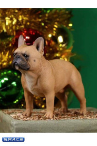 1/6 Scale brown French Bulldogs 3.0