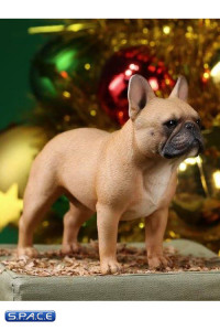 1/6 Scale brown French Bulldogs 3.0