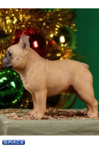 1/6 Scale brown French Bulldogs 3.0