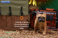 1/6 Scale brown French Bulldogs 3.0