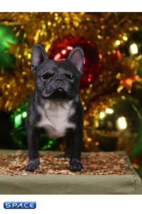 1/6 Scale black French Bulldogs 3.0