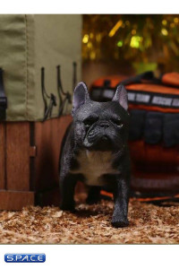 1/6 Scale black French Bulldogs 3.0