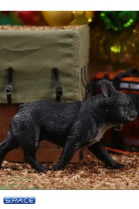 1/6 Scale black French Bulldogs 3.0