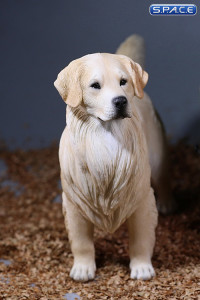 1/6 Scale Golden Retriever creme