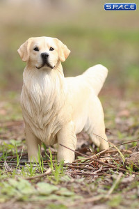 1/6 Scale Golden Retriever creme