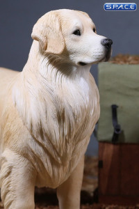 1/6 Scale Golden Retriever creme