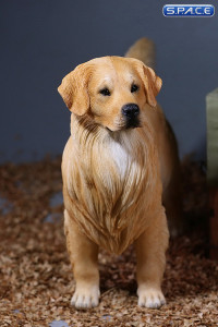 1/6 Scale Golden Retriever golden