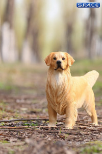 1/6 Scale Golden Retriever golden