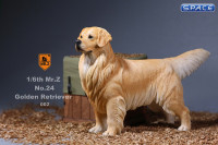 1/6 Scale Golden Retriever golden