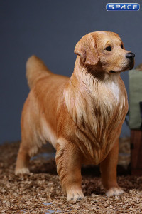 1/6 Scale Golden Retriever dark golden