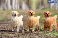1/6 Scale Golden Retriever dark golden
