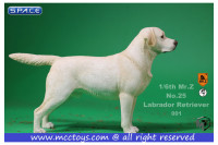 1/6 Scale Labrador Retriever creme