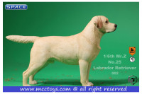 1/6 Scale Labrador Retriever yellow